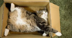 Parmi les animaux célèbres sur les réseaux sociaux, on compte Maru