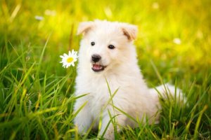 adoptez un chien si vous vivez seul