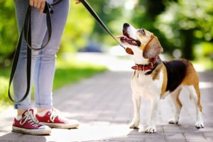 Comment motiver votre chien à apprendre ?