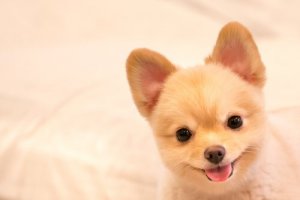 Dix noms parfaits pour les chiens les plus malicieux !