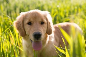 Vous voulez vous faire de nouveaux amis ? Adoptez un chien !