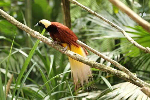 Oiseaux De Paradis Espèces Et Caractéristiques Mes Animaux