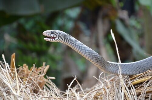 Un serpent se servant de l'organe voméro-nasal