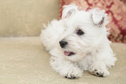 on a découvert des chiens muets