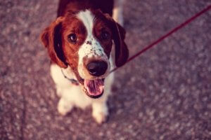 Quel est le pays qui compte le plus de chiens ?