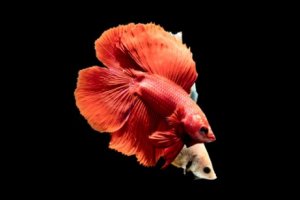 le poisson combattant pour votre aquarium