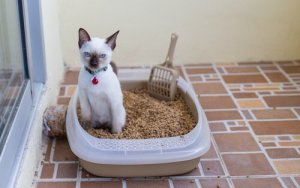 Pourquoi mon chat n'utilise pas sa litière ?