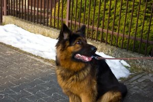 Comment éviter les bêtises de votre chien pendant la promenade