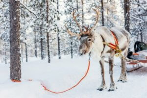 renne dans la neige