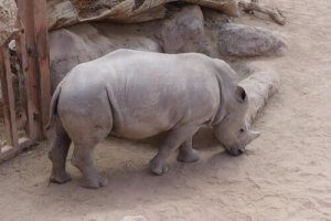 Tous les animaux sont-ils tous menacés d'extinction ?