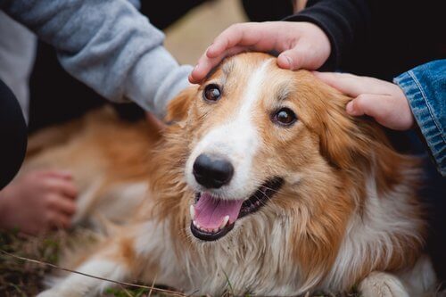 Comment saluer un chien ?