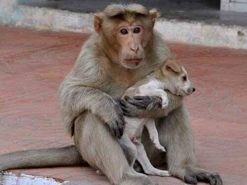 Un singe adopte un chien, cela fait partie des amitiés rares entre animaux