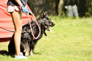 Ce sport fera de votre chien un champion