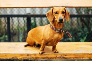 Le Teckel à poil dur : un chien curieux et très drôle