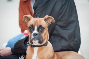 Thérapie neurale non invasive pour chiens