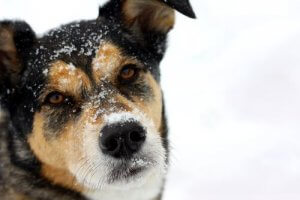 Un chien dans la neige