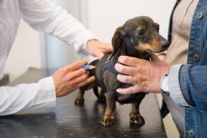 vaccins pour chiens