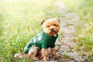 Des vêtements pour nos animaux de compagnie, oui ou non ?