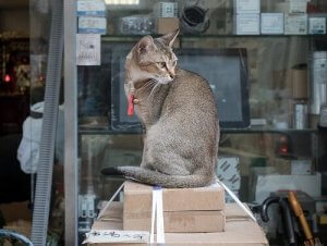 Hong Kong, la ville amoureuse des chats