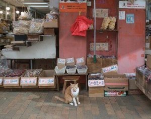 Hong-Kong, la ville amoureuse des chats
