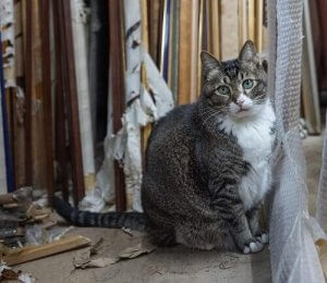 Hong-Kong, la ville amoureuse des chats