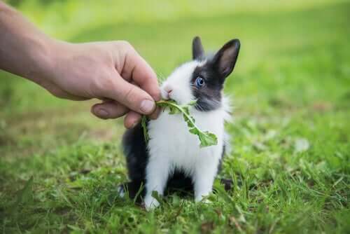 alimentation du lapin nain