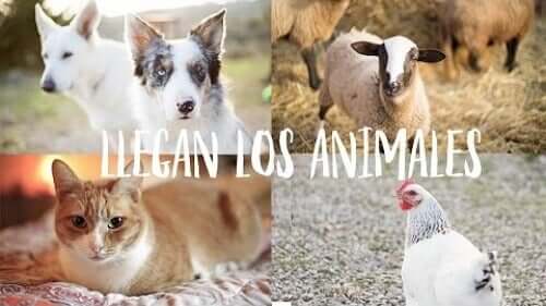 les animaux de la réserve Wild Forest