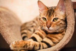 Le Bengal, une race de chats particulière