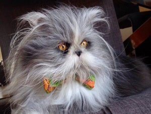 Atchoum : est-ce un chat ou un chien ? Saurez-vous reconnaître cet animal ?