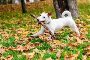 mieux vaut éviter de lancer un bâton à un chien