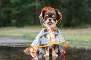 Comment protéger les chiens du froid ?
