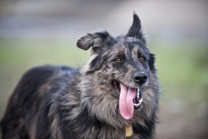 Comment les chiens transpirent-ils ?