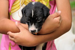 Votre enfant peut apprendre à prendre soin d'un animal de compagnie grâce à des jeux