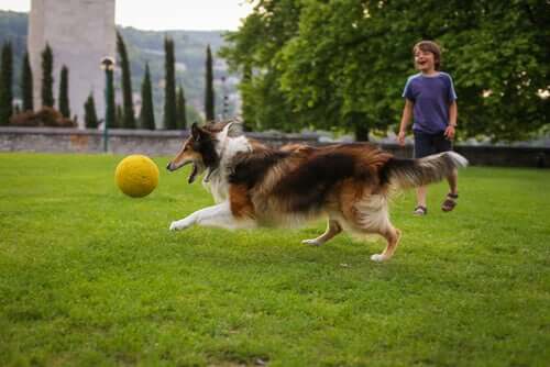 jeux pour votre enfant et votre chien