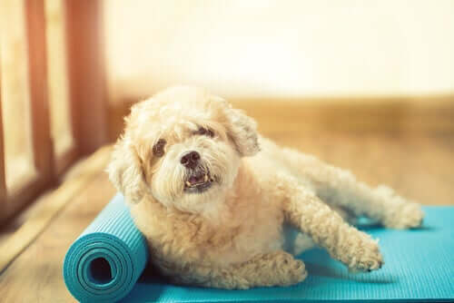 faire de l'exercice avec votre chien