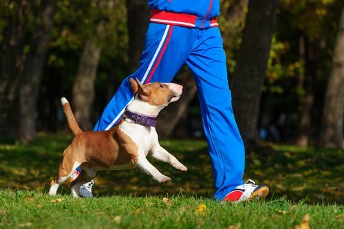l'exercice quotidien de votre chien