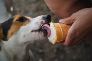 Existe-t-il des friandises sans gluten pour les chiens ?