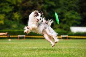 Les bienfaits de l'exercice pour votre chien