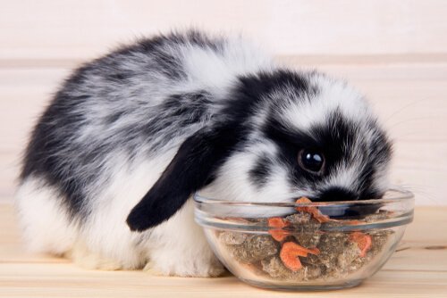 alimentation du lapin nain