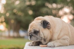 Pourquoi les chiens mangent moins en été ?