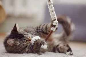 Preuves d'amour : quel cadeau pour votre animal ?