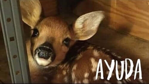 les cerfs de Wild Forest