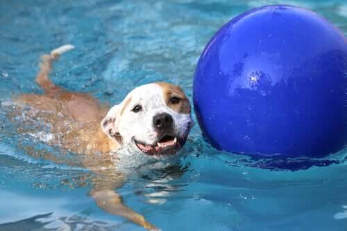 Une piscine pour l'été est une très bonne idée de cadeau