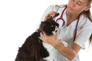 Acariens dans les oreilles des chats : la solution