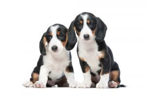 basset de Westphalie
