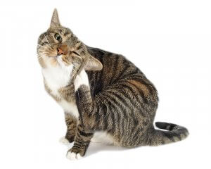 Comment protéger votre chat contre les puces ?