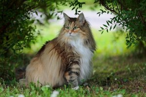 Le chat norvégien, un animal encore peu connu