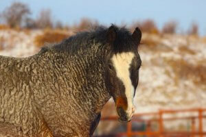 Le Curly : un cheval mystérieux et hypoallergénique