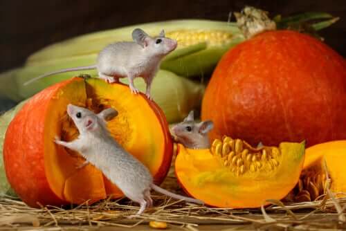 rongeurs mangeant de la citrouille en guise de friandises