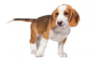 basset de Westphalia jaune